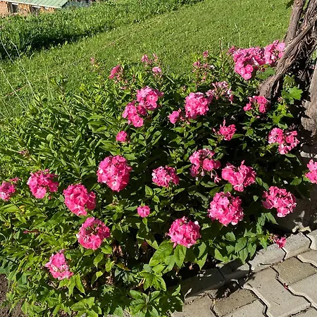 Fewo Am Auweg Muller *